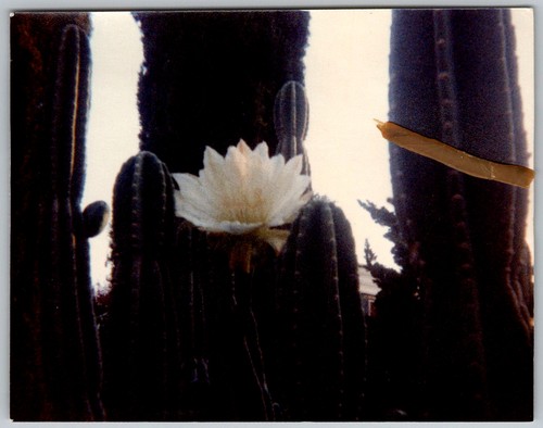 Vintage color snapshot - vintage,