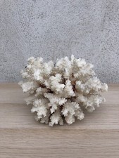 Corallo cespuglio naturale