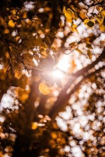 Obiettivo TESSAR 2.8/50 Carl