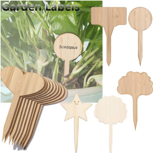 10pcs bambù pianta t - 10pcs,