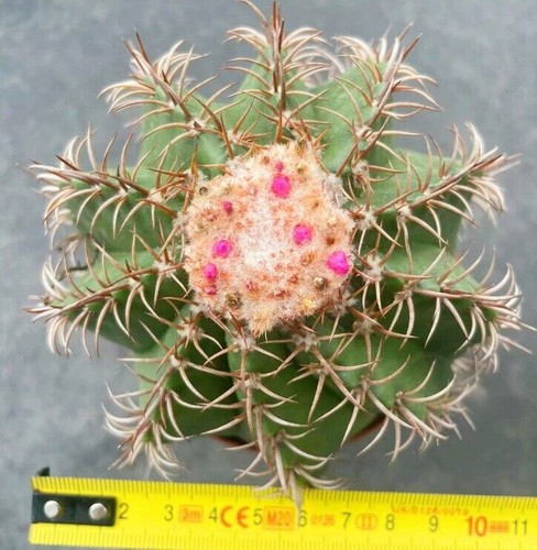 Rarocactus melocactus - rarocactus,