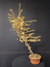 American Larch Bonsai