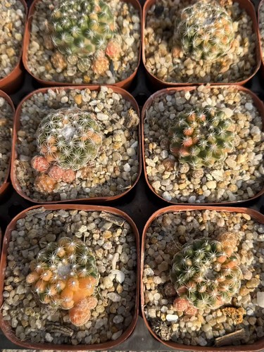 Discocactus diecinneri subsp