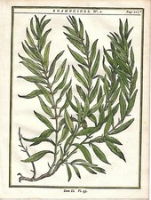 Stampa antica ERBARIO olivello botanica DUHAMEL da Mattioli 1755 Antique print