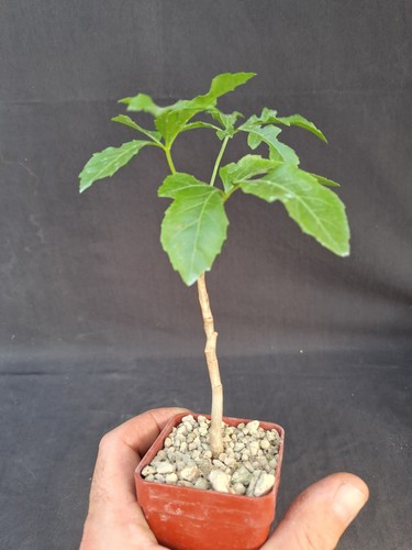 Cussonia spicata - , africa)