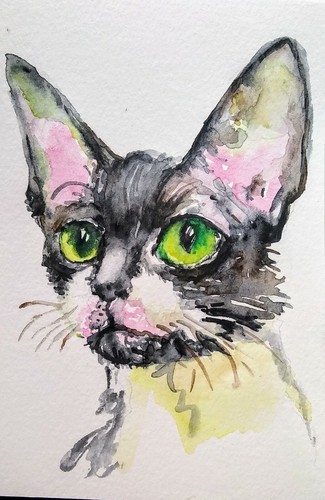 Devon rex smoking arte gatto - devon,