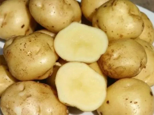 Potato farmer seeds - potato,