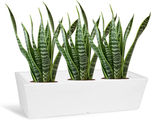 Vaso moderno basso fioriera - basso,