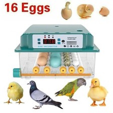 Incubatrice automatica