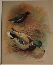 Stampa Di Uccelli Di Basil Ede