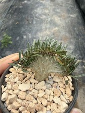 Pachypodium rosulatum