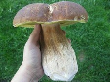 PORCINI PORCINO MICELIO semi di funghi spore