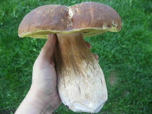 Semi funghi porcini - semi, porcino