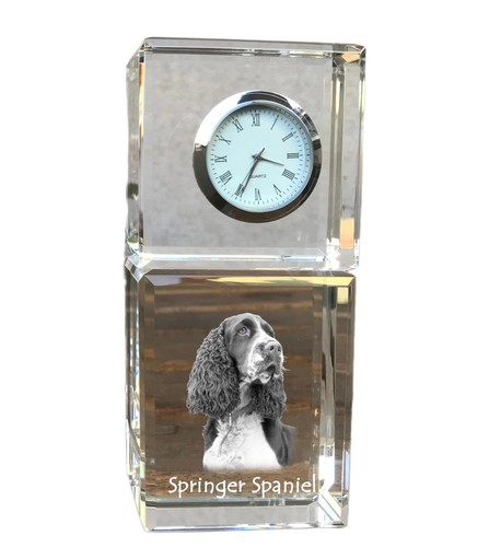 Springer spaniel inglese cane - spaniel,