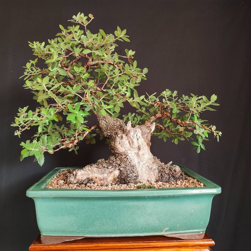 Pre bonsai esemplare leccio - esemplare, di