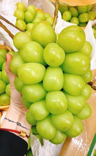 Uva gigante giapponese - uva,