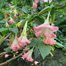 7 SEMI DI BRUGMANSIA SUAVEOLENS ROSA - TROMBONE D'ANGELO - SPED. GRATIS