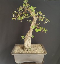 PRE BONSAI ESEMPLARE DI