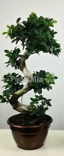Bonsai Ficus Ginseng S-shape -