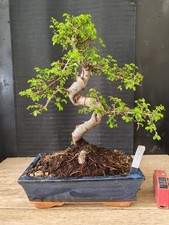 bonsai  olmo cinese  h 45  cm
