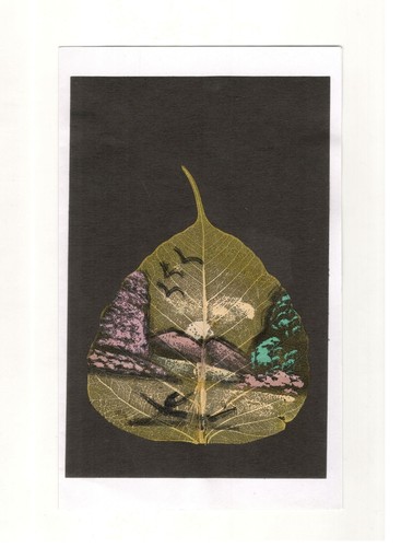 Foglia fico sacro - foglia,