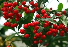 1 PIANTA ARDISIA CRENATA IN