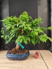 bonsai di bouganvillea h 51 cm