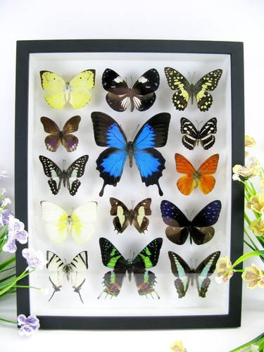 Vere bellissime farfalle