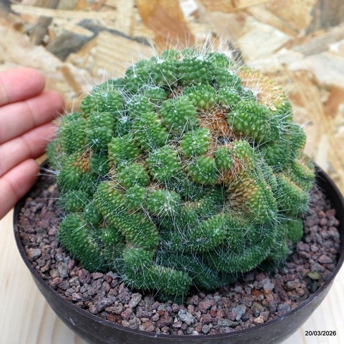Mammillaria spinosissima
