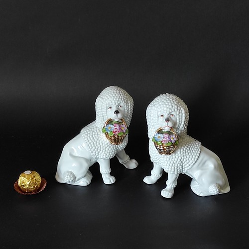 Coppia cani staffordshire - "cani, staffordshire"