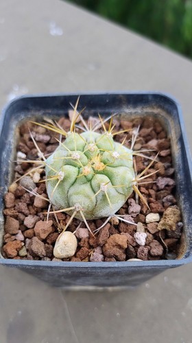 Copiapoa cinerea(Haseltoniana)