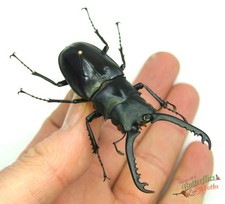 Cervo Volante Prosopocoilus
