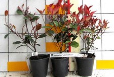 Photinia fraseri little red - photinia, "little