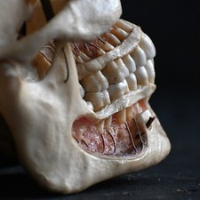 Modello medico articolato XIX