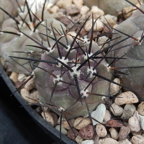 Copiapoa cinerea solitaria - copiapoa, v.solitaria