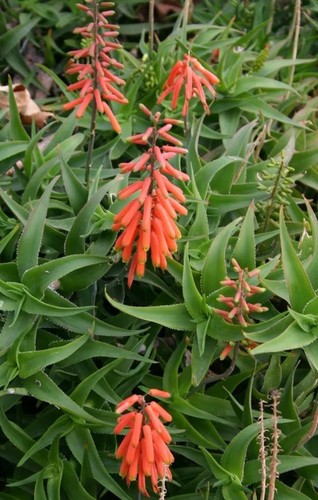 Aloe ciliaris specie - aloe, ciliaris-