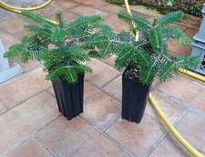 Abies nordmanniana Abete Caucaso pianta conifere ornamentale prebonsai bonsai