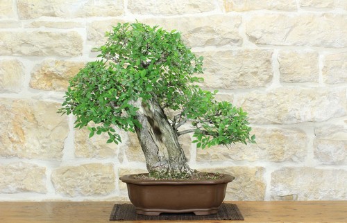 Bonsai olmo campestre - bonsai, di