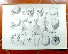 disegno antico  SCHELETRO