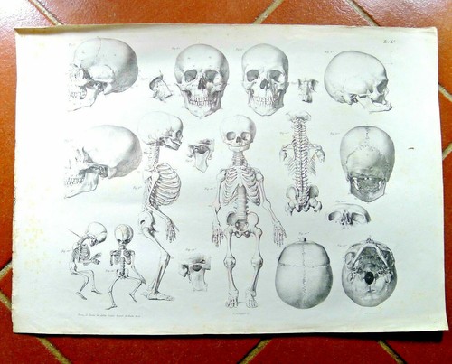Disegno antico scheletro - antico,