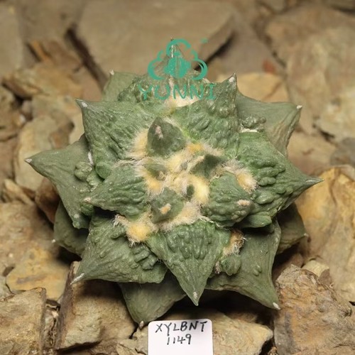 4cm furfuraceus - 9.4cm, a.