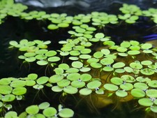 Salvinia Minima, pianta galleggiante per acquari aperti, laghetti, pond 