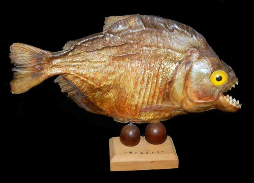 Pesce pirana rosso imbalsamato - rosso,