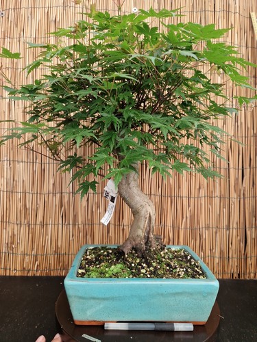 Bonsai acero yamamomijii h - di,
