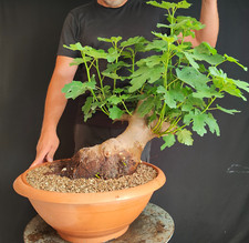 PRE BONSAI DI FICO SELVATICO