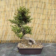 Pre Bonsai Di Sughera