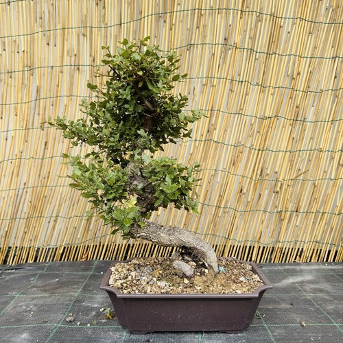 Pre bonsai sughera - pre,