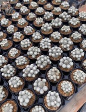 Rara Pelecyphora asseliformis