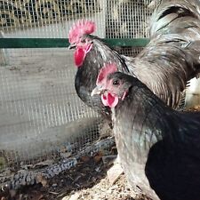 Uova feconde di gallina