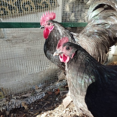 Uova feconde gallina - uova,